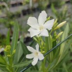 Oleander obyčajný (Nerium oleander) ´SOEUR AGNES´ - BIELY - výška 30-50 cm, kont. C3L (-10/-12°C)